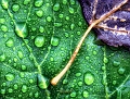flore29_09_13n01