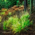 paysage14_11_12n02
