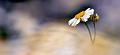 flore06_07_12n02