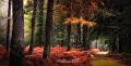 paysage02_11_12n02bis