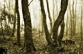 arbre09_03_13n01