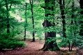 arbre10_05_13n01bis