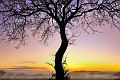 arbre11_01_13n01