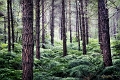 arbre27_07_13n01