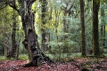 arbre27_10_13n01