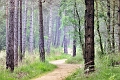 paysage1_06_14n01