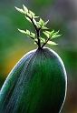 flore02_08_09n01