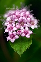 flore07_06_14n03