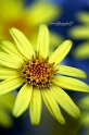 flore07_06_14n05bis