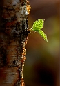 flore16_05_10n01