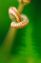 ph03