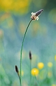 ph08