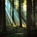 Arbre09_11_12n06