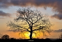 arbre02_02_14n01