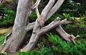 arbre02_03_13n01