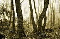 arbre09_03_13n01