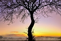 arbre11_01_13n01