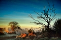 arbre14_12_14n01