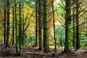 arbre17_10_12n01