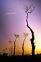 arbre30_12_12n01