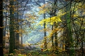 paysage17_11_12n03