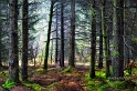paysage2_11_14n04bis